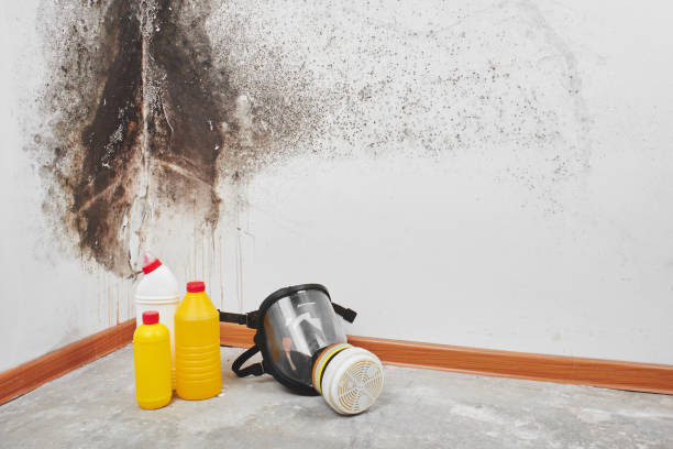 Best Mold Remediation  in Kannapolis, NC