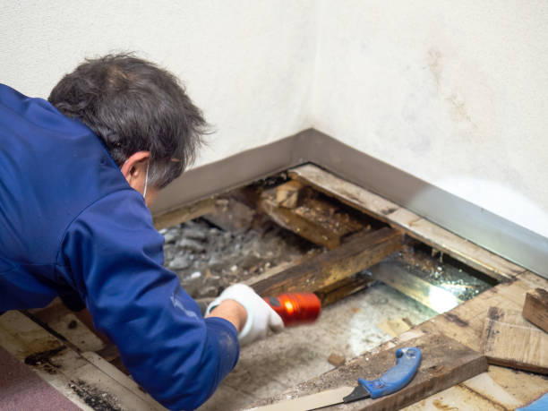 Best Best Mold Removal Companies  in Kannapolis, NC