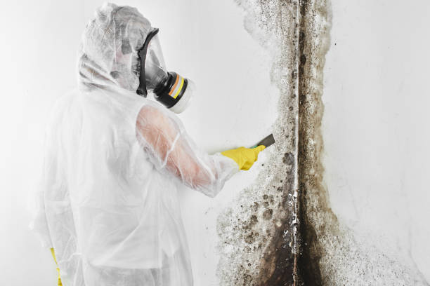 Best Mold Removal Process  in Kannapolis, NC