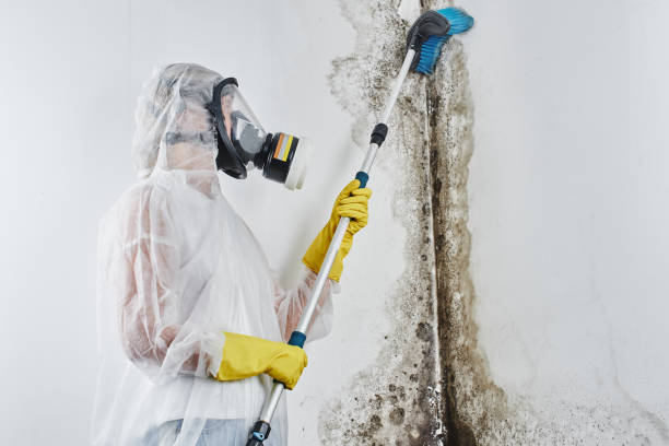 Best Mold Removal Near Me  in Kannapolis, NC