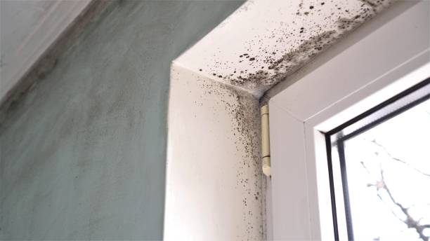 Best Same-Day Mold Removal  in Kannapolis, NC