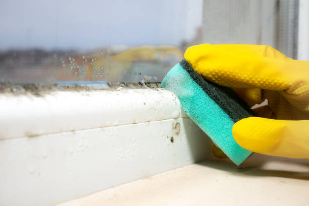 Best Mold Removal Company Near Me  in Kannapolis, NC