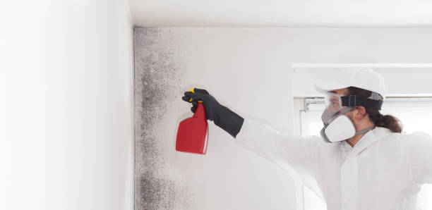 Best Attic Mold Removal  in Kannapolis, NC