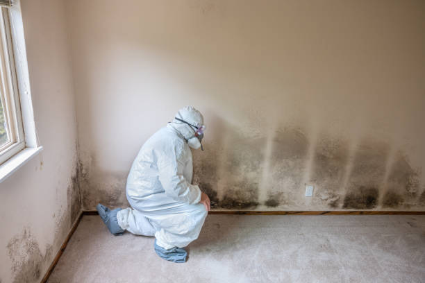 Professional Mold Removal in Kannapolis, NC