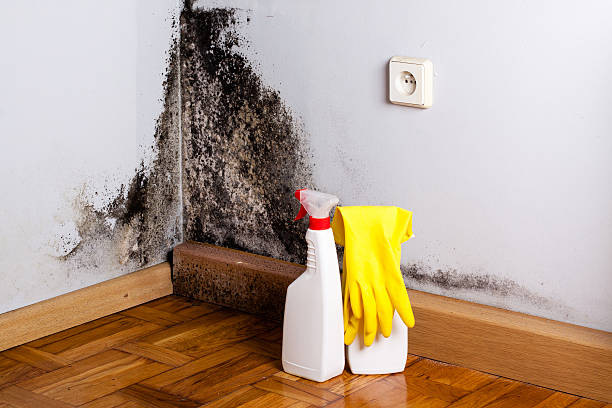 Home Mold Removal in Kannapolis, NC
