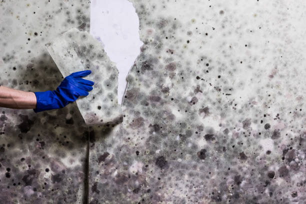 Best Professional Mold Removal  in Kannapolis, NC