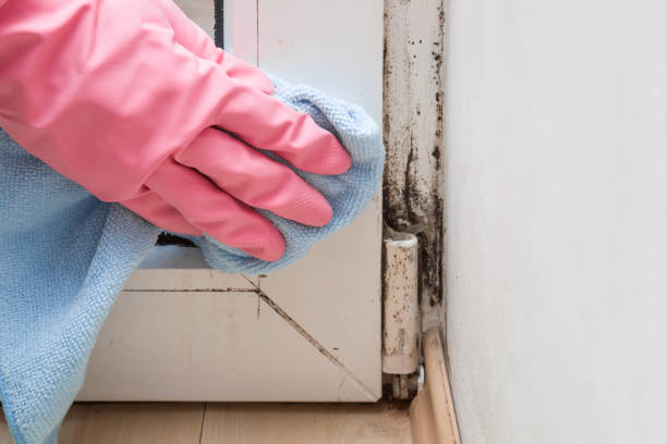 Best Local Mold Removal Service  in Kannapolis, NC