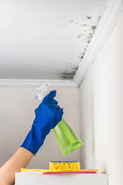 Mold Removal and Inspection in Kannapolis, NC